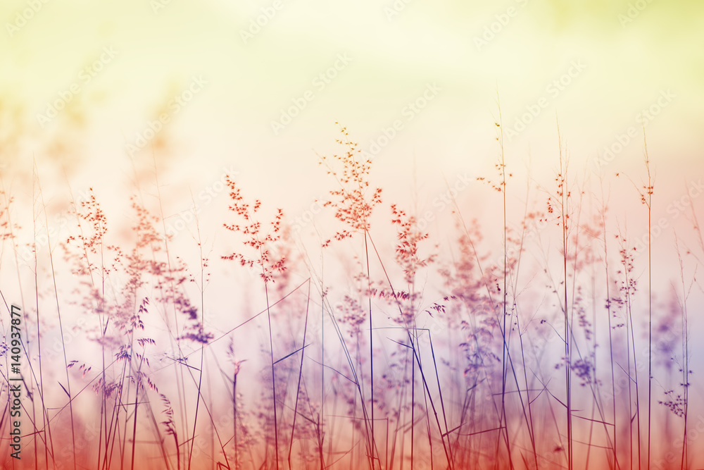 Mission grass at sunset or sunrise, Grass flower,vintage tone. Mission grass at sunset or sunrise, Grass flower,vintage tone.