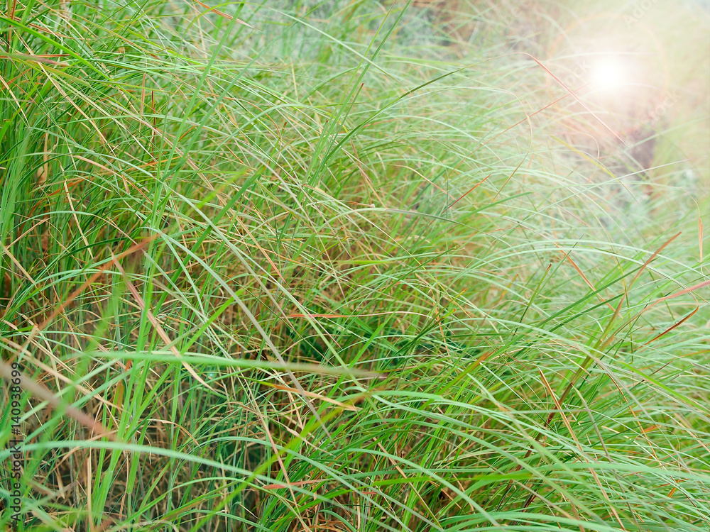 Green meadow for background Green meadow for background