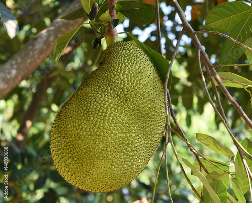 Raw jackfruit up close hanging on a tree