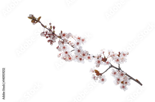 Cherry blossom branch, isolated on white background