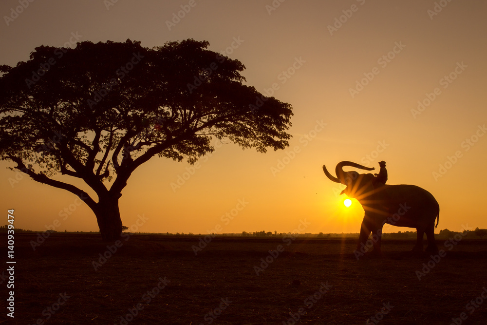 Silhouette tree animal elephant and mahout man  Sunrise background at Thailand morning time.
