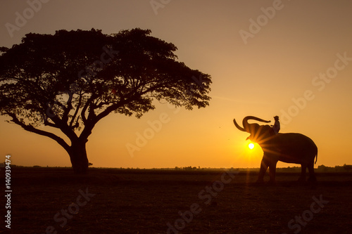 Silhouette tree animal elephant and mahout man  Sunrise background at Thailand morning time.