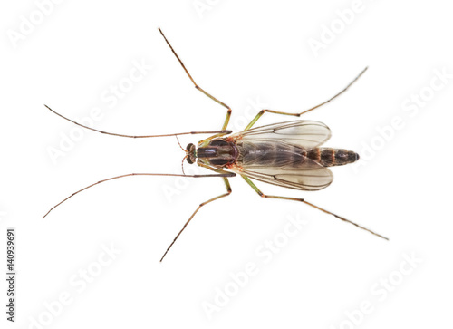 Buzzer midge (Chironomus plumosus) on white background. Chironomus plumosus larvae are the most natural aquarium fish food