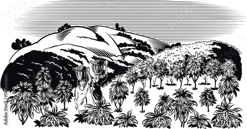 Girls carry baskets, with harvest in the coffee plantation.