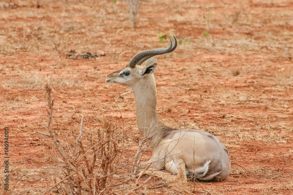 Antelope giraffe Antelope giraffe