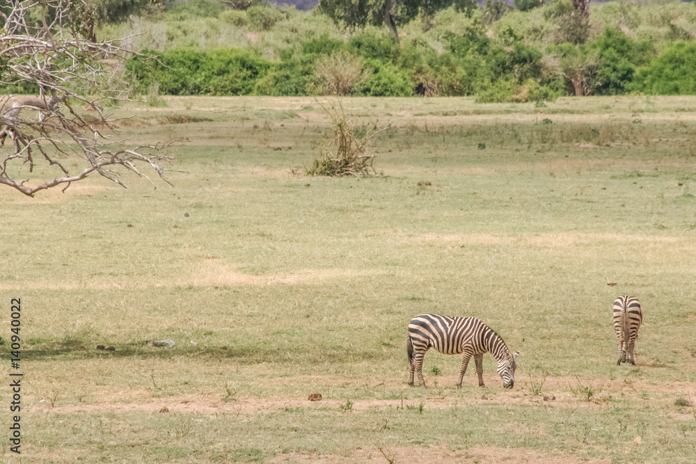Obraz premium Zebra