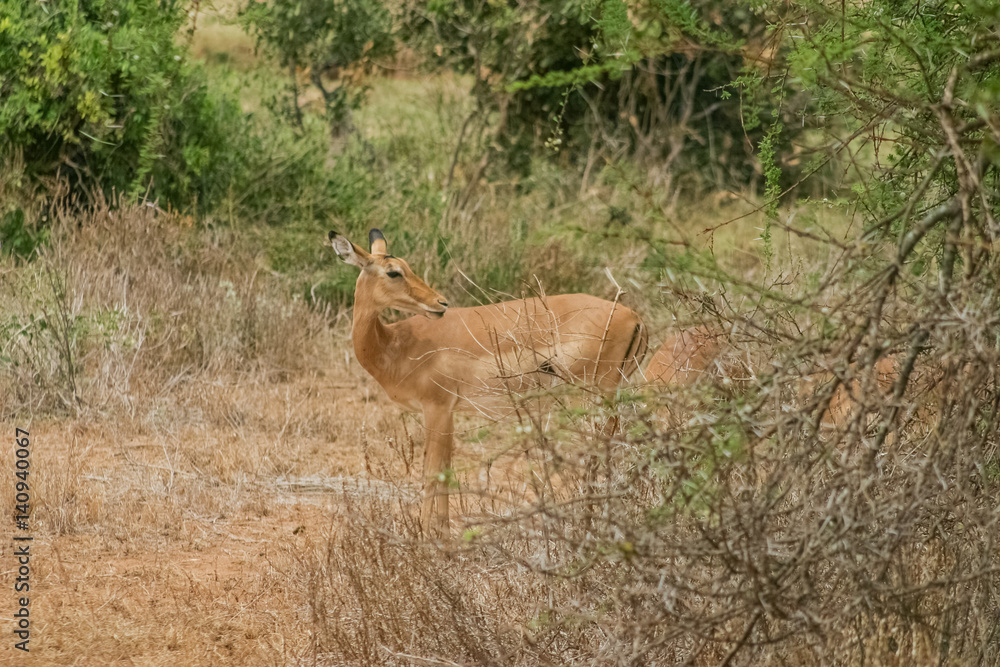 Fototapeta premium Gazelle