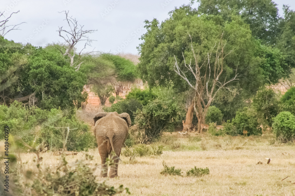 Naklejka premium Elephant