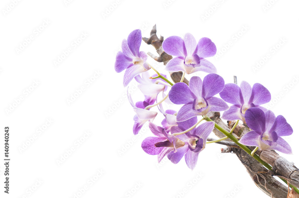 Obraz premium Beautiful purple orchid flowers branch isolated on white background