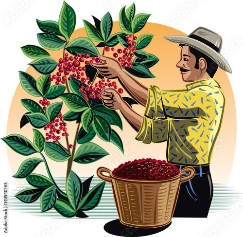 Man collecting coffee on a plantation.
