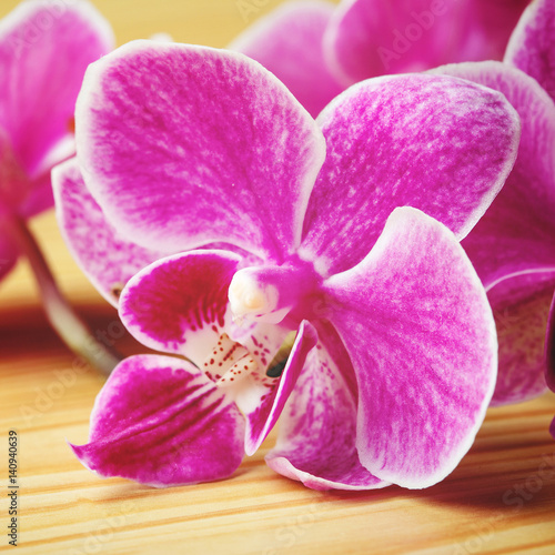 Head of pink orchid on wooden background