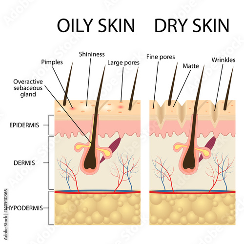 Human Skin types and conditions.