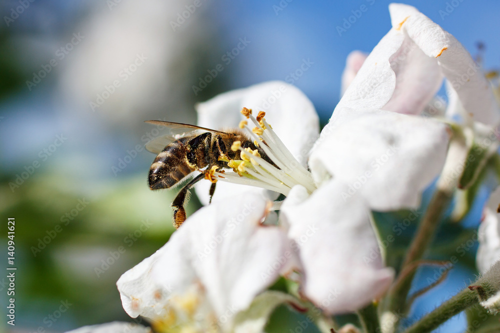 Close up of honey bee in cherry blossoms Close up of honey bee in cherry blossoms