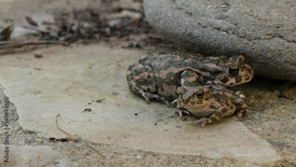 European green toad on the island of Crete, Greece European green toad on the island of Crete, Greece
