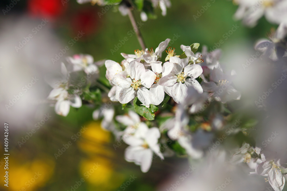 white flowers blooming on branch