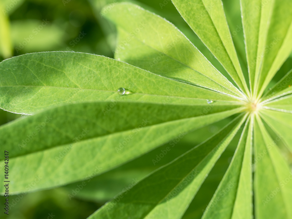 green leaf lupine on the sun with drops of dew green leaf lupine on the sun with drops of dew