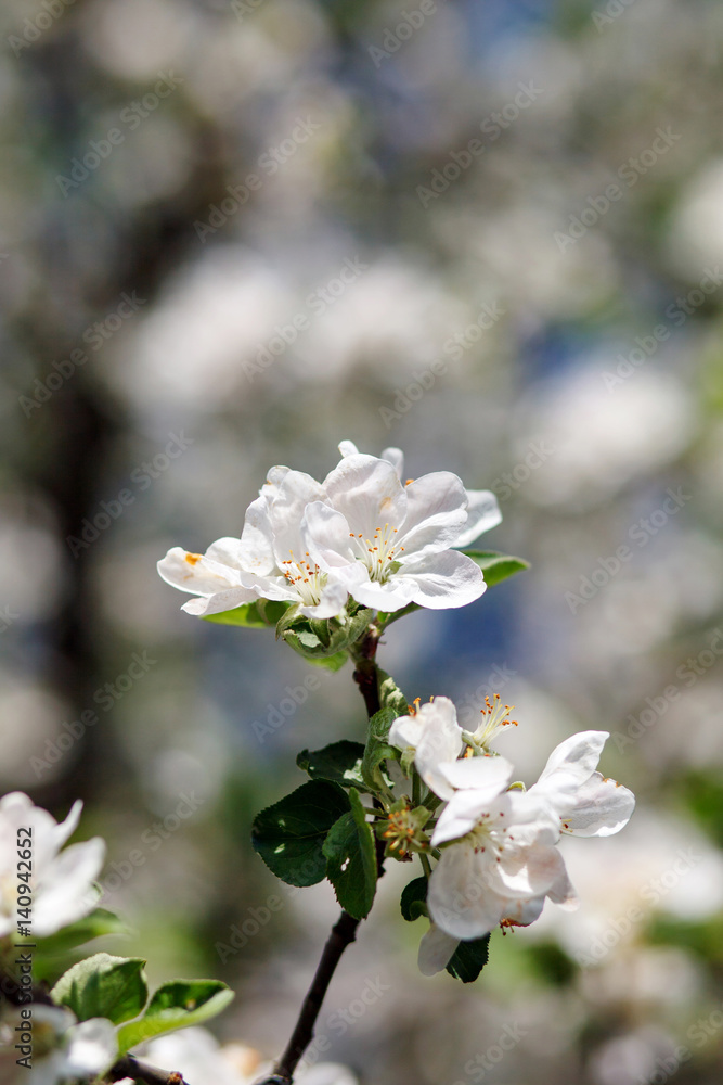 white flowers blooming on branch white flowers blooming on branch