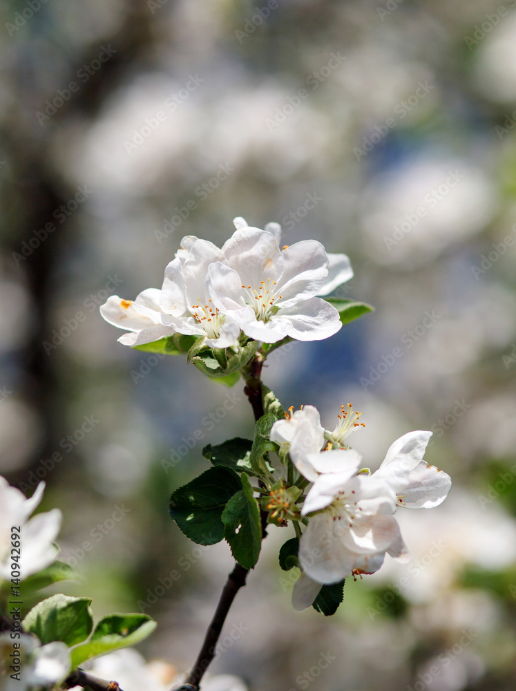 white flowers blooming on branch