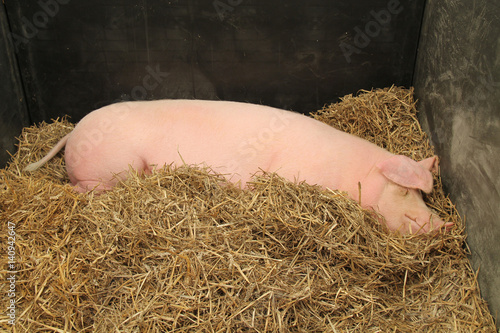 Wallpaper Mural A Large Farm Pig Sleeping on a Bed of Straw. Torontodigital.ca