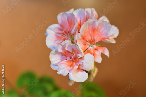 Fototapeta Naklejka Na Ścianę i Meble -  60