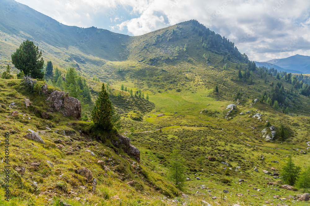 Naklejka premium Wiese mit Zirben in den Kärntner Nockbergen