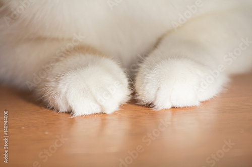 cat 's feet on human hand