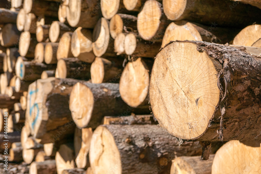 Pile of timber logs stacked in the forest Pile of timber logs stacked in the forest