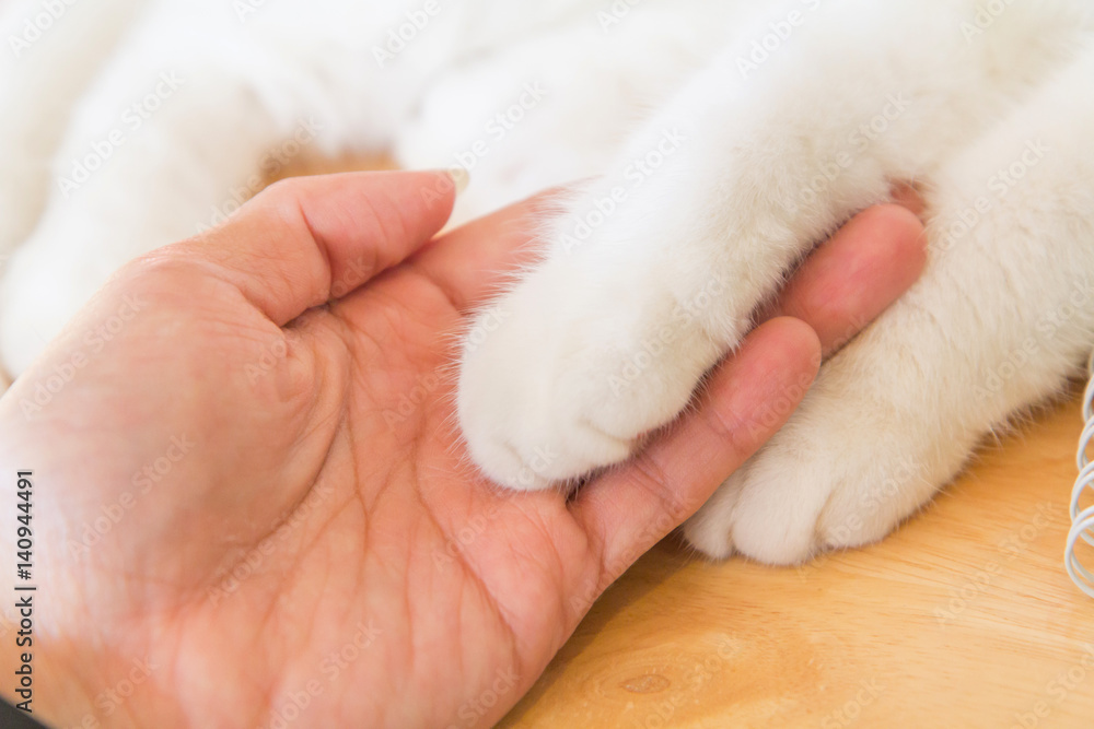 cat 's feet on human hand cat 's feet on human hand