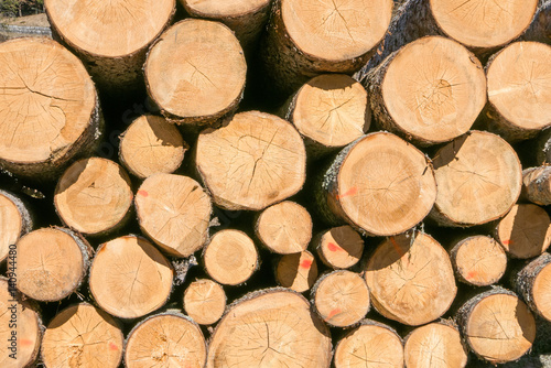 Pile of timber logs stacked in the forest