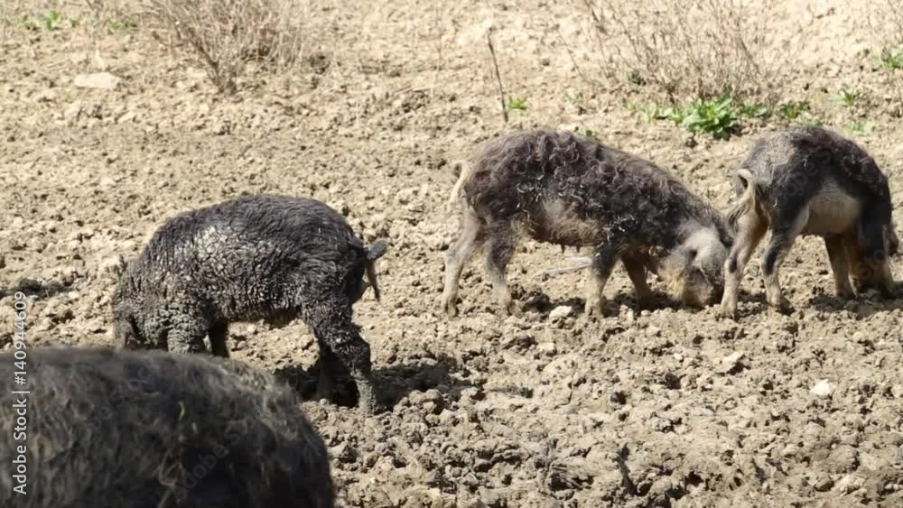 Mangalitsa pigs outdoors Mangalitsa pigs outdoors