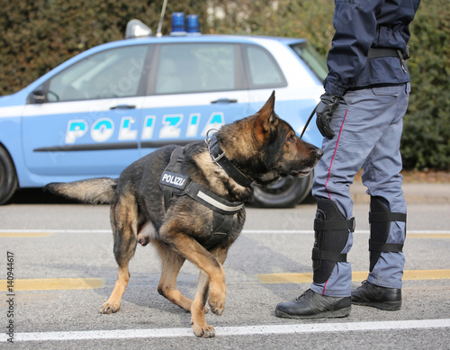 Italian police dog while patrolling the city streets before the photo