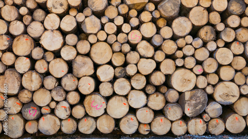 Low contrast texture of marked timber logs stacked in the forest