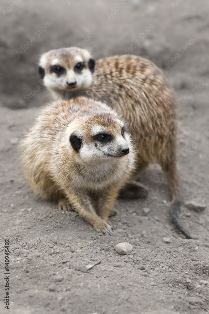 Fototapeta premium Meerkat (Suricata suricatta)