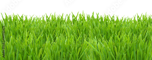 Green grass lawn isolated on white background