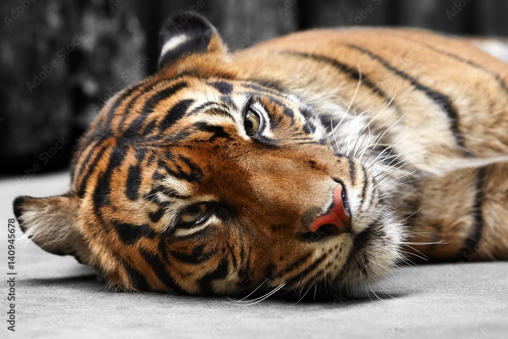 Fototapeta premium Malayan tiger (Panthera tigris jacksoni)