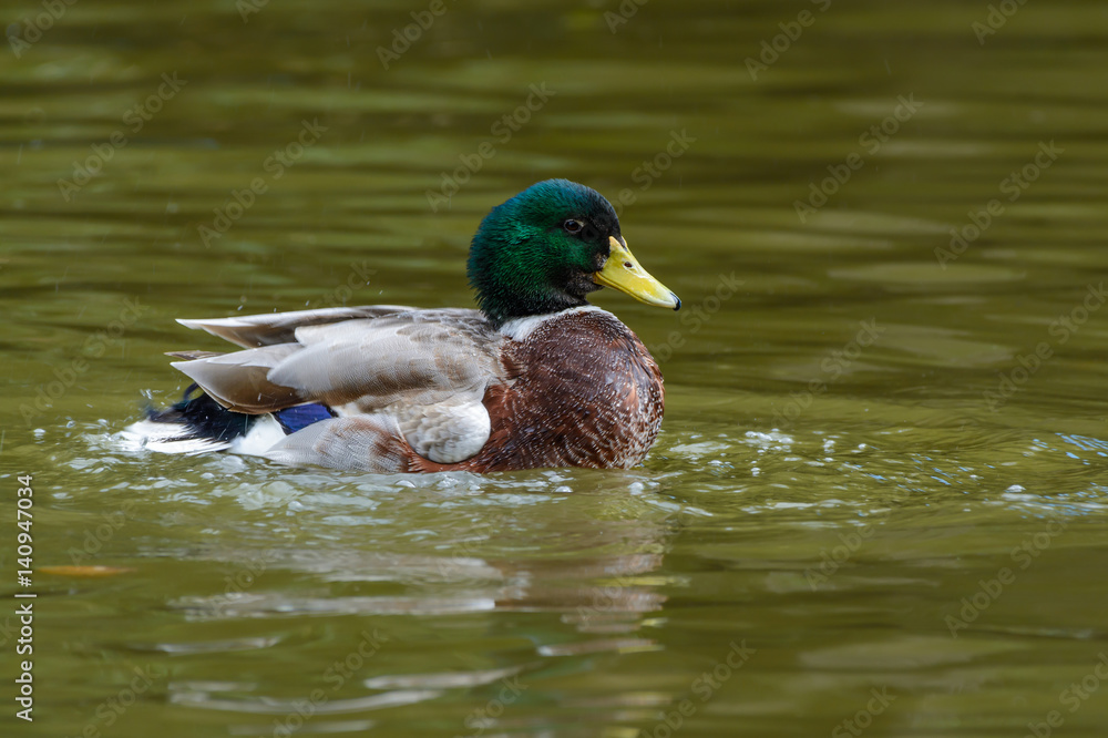 Wild duck or Anas platyrhynchos, beautiful duck swiming in lake. Wild duck or Anas platyrhynchos, beautiful duck swiming in lake.