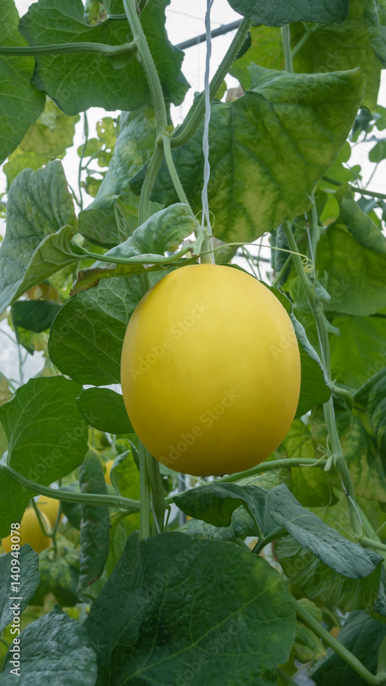 Yellow Cantaloupe melon