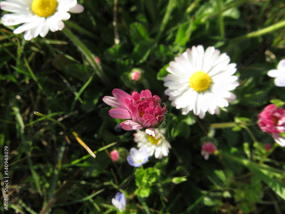 pâquerette en bouton