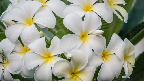 white and yellow frangipani