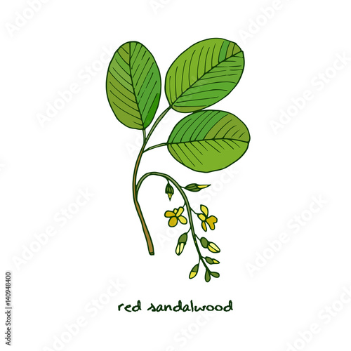 Red sandalwood branch
