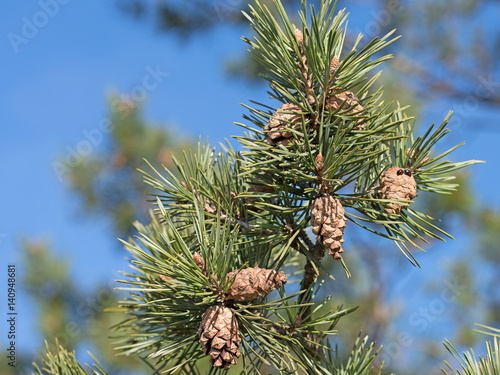 Kiefernzapfen, Kiefer, Pinus 
