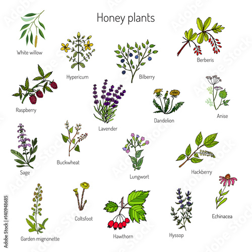 nectar sources for honey bees