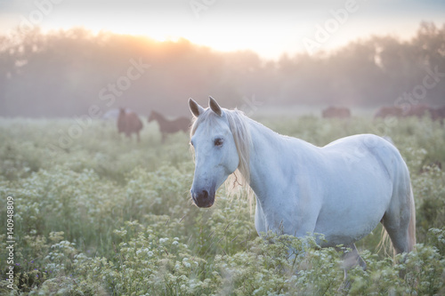 Orlov trotter at dawn