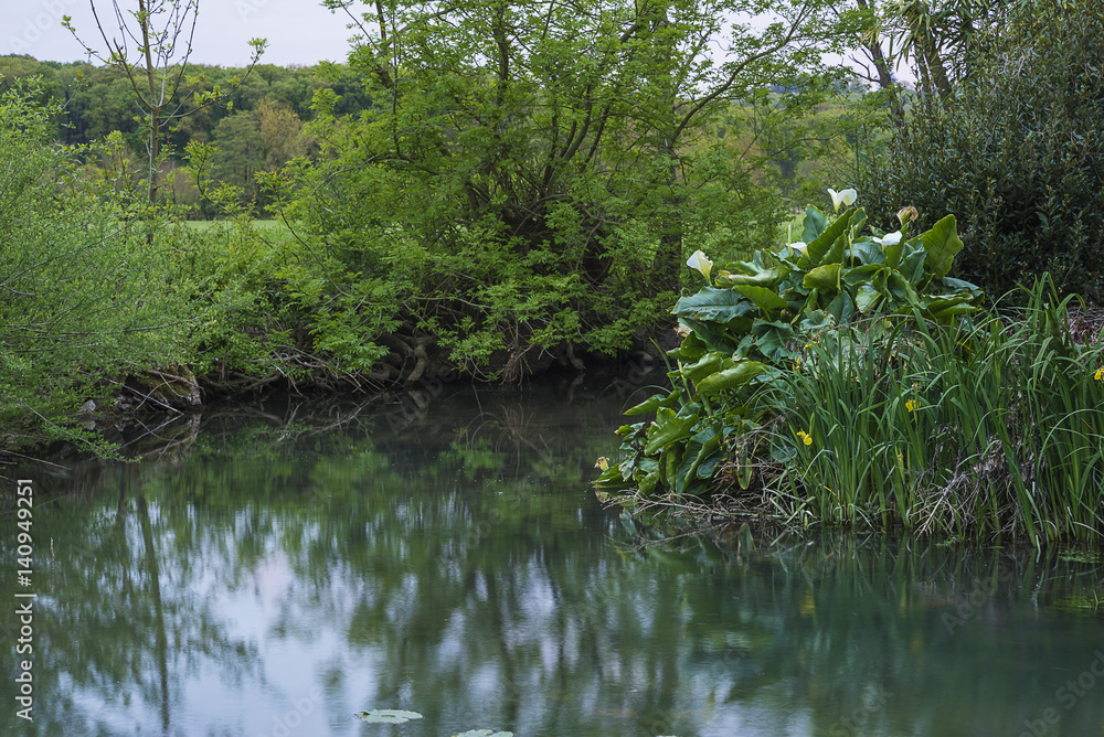 spring landscape with white arums flowers near the river spring landscape with white arums flowers near the river