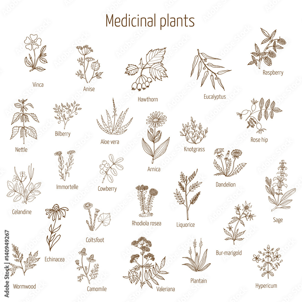 hand drawn medical herbs and plants hand drawn medical herbs and plants