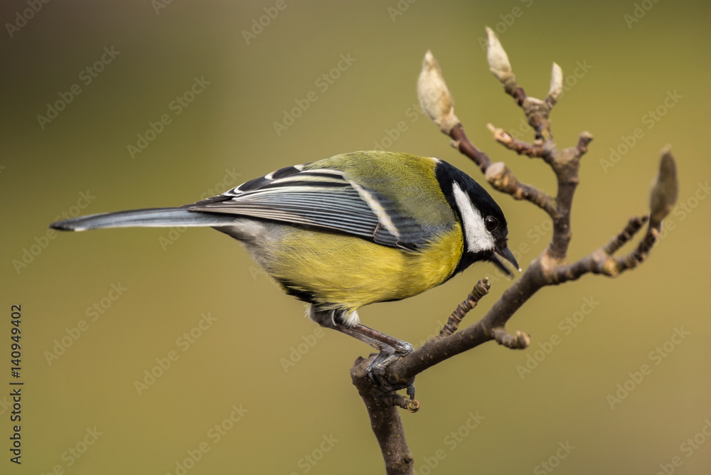 Fototapeta premium Great tit on a branch