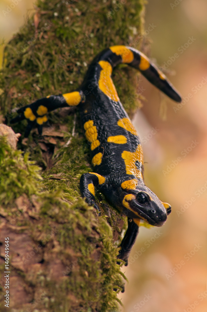 Close up of fire salamander on tree Close up of fire salamander on tree
