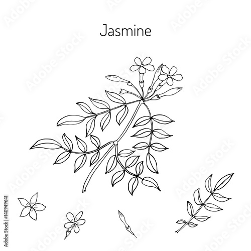 Jasmin branch with flowers