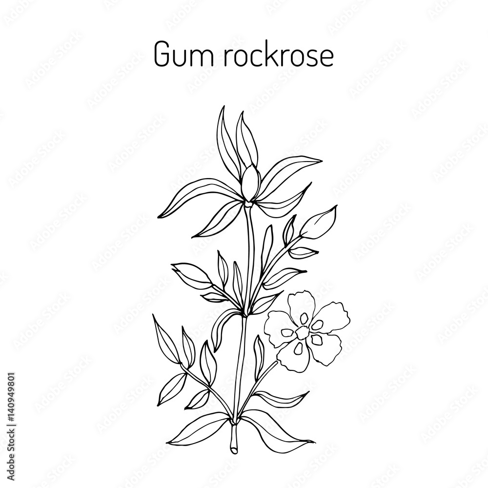 Gum rockrose - Cistus ladanifer
