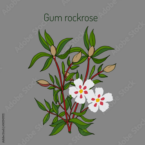 Gum rockrose - Cistus ladanifer